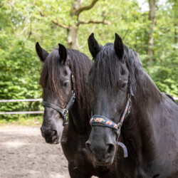 De Swaenhoeve Vakantiehuis Zoersel