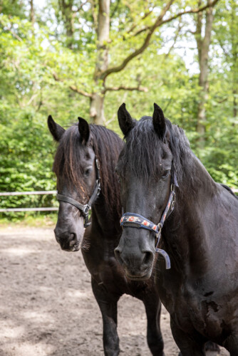 De Swaenhoeve Vakantiehuis Zoersel